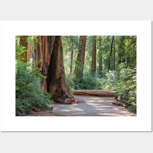 Big Basin Redwoods State Park Wall Art by yairkarelic